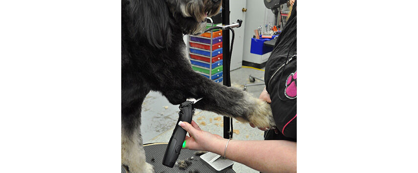 Grooming the Bernadoodle